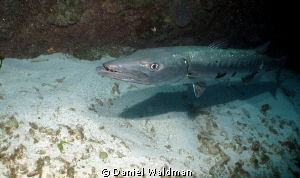 Great Barracuda, shot with  Canon g12 F6.3 Iso 100 Shutte... by Daniel Waldman 